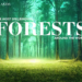 The Most Spellbinding Forests Around the World Passion Vista Magazine